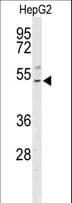 BLZF1 Antibody (aa156-184)