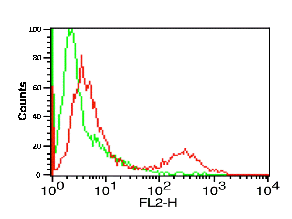 CD274 / B7-H1 / PD-L1 Antibody