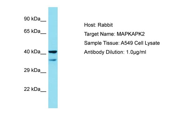 MAPKAPK2 / MAPKAP Kinase 2 Antibody (C-Terminus)