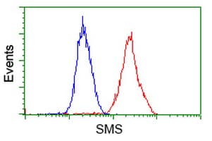 SMS / Spermine Synthase Antibody (clone OTI 1A7)