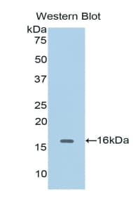 CDK1 / CDC2 Antibody (aa59-182)