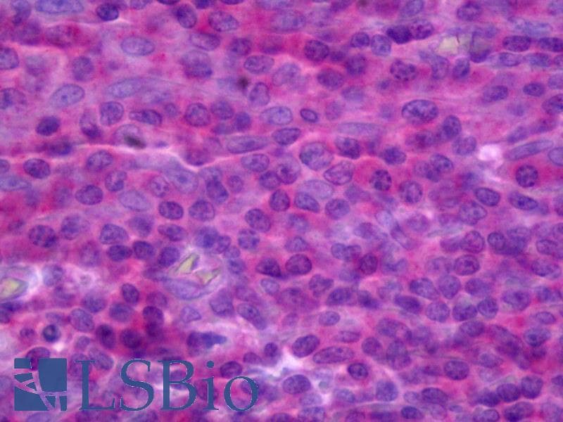 IHC-plus™ Monoclonal Mouse anti-Human TNFRSF18 / GITR Antibody (clone 2H4, IHC, WB)