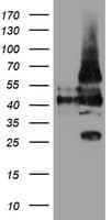 LRRC25 Antibody (clone OTI1D4)
