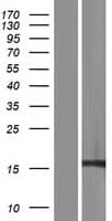 Human RPS17 / Ribosomal Protein S17 (Over-Expression Lysate Myc-DDK (Flag))