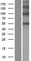 PODNL1 Protein (Over-Expression Lysate Myc-DDK (Flag))