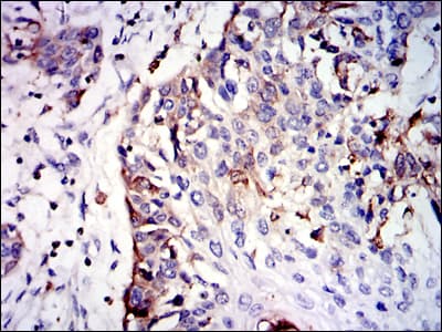 GSTM1 Antibody (clone 1H4F2)