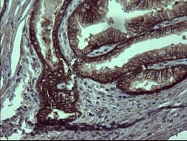 EPCAM Antibody (clone OTI1H2)
