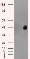 FOXA1 Antibody (clone OTI3C1)