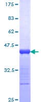 Human NUMA1 / NUMA Protein (Recombinant GST, N-terminus)