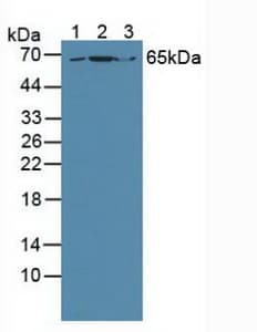 GRB10 Antibody (aa392-594, PE)