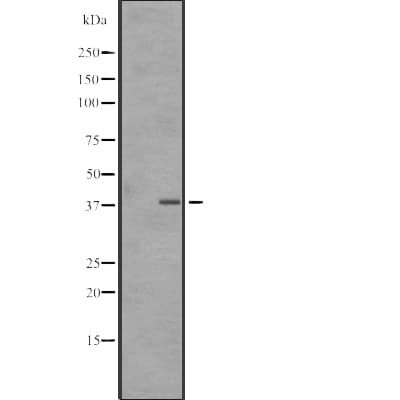 Polyclonal Rabbit anti-Human SNAPC3 Antibody (IHC, WB)