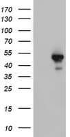 STK11 / LKB1 Antibody (aa1-236, clone OTI1F10, Carrier-free)