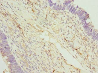 FAM20A Antibody