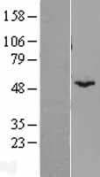 Human BYSL Protein (Over-Expression Lysate Myc-DDK (Flag))