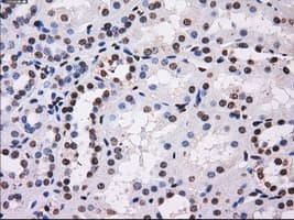 BTN3A2 Antibody (clone 1A6, Carrier-free)