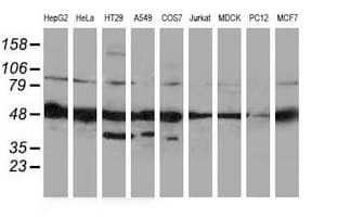 PACSIN3 Antibody (clone OTI2D7)