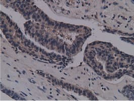 NT5DC1 Antibody (clone OTI1B1)