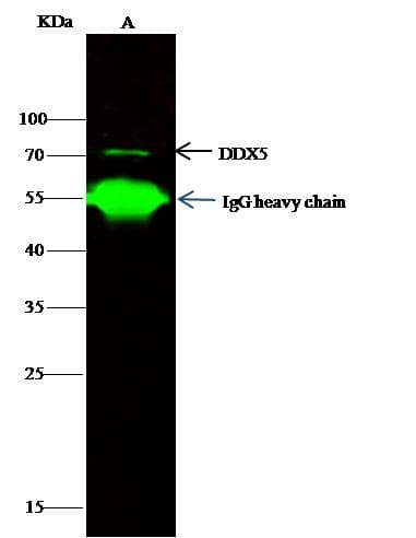 DDX5 Antibody (Preservative Free)