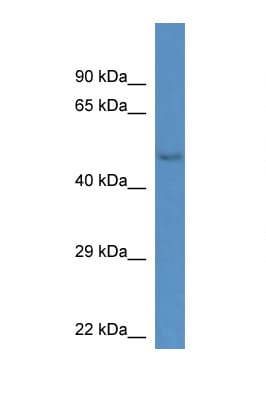 Gm13178 Antibody (C-Terminus)