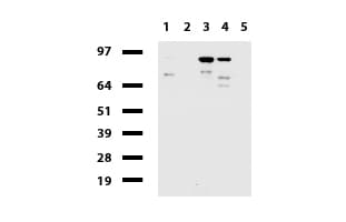 Monoclonal Mouse anti-Human CDH1 / E Cadherin Antibody (clone UMAB184, Carrier-free, IHC, IF, WB)