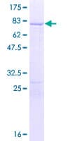 Human PTBP1 Protein (Recombinant GST)