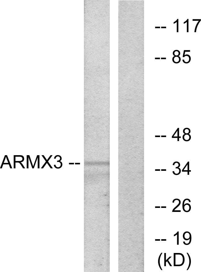 ARMCX3 Antibody