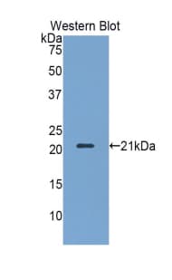KLRD1 / CD94 Antibody (aa32-179, APC)