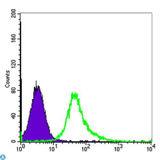 ACTA2 / Smooth Muscle Actin Antibody