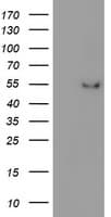 Monoclonal Mouse anti-Human ITFG2 Antibody (clone OTI3A3, IHC, WB)