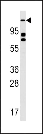 ULK2 Antibody (aa235-264)