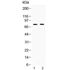 TERF2 / TRF2 Antibody