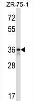 Polyclonal Rabbit anti-Human FETUB / Fetuin B Antibody (aa293-322, WB)