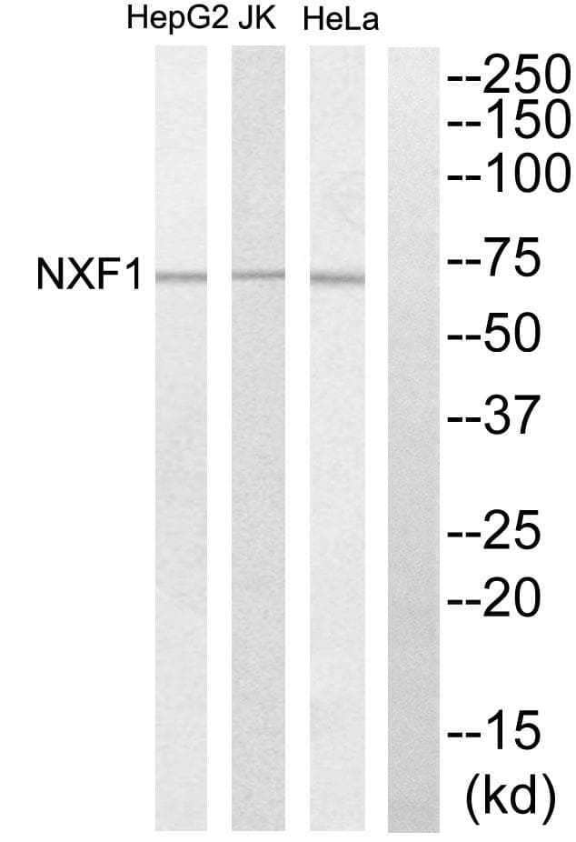 NXF1 / TAP Antibody