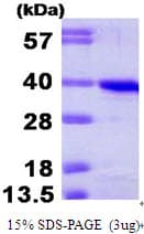 Human CCNH / Cyclin H Protein (Recombinant His)