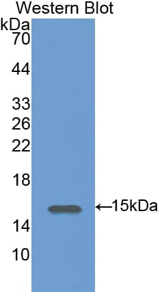 SDC4 / Syndecan 4 Antibody (aa23-149, PE)