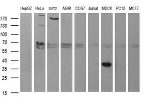 SYP / Synaptophysin Antibody (clone OTI5H2, Carrier-free)