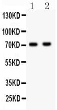 NUMB Antibody (aa194-220)
