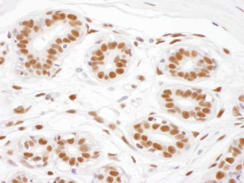 SRRT / ARS2 Antibody (aa826-876)