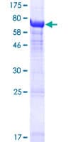 Human TUBA3E / Tubulin Alpha 3E Protein (Recombinant GST)
