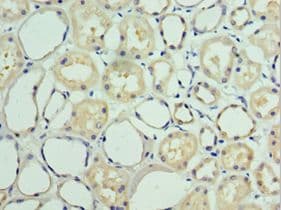 BAG6 / G3 / Scythe Antibody (aa1-200)