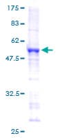 Human SNRPB2 Protein (Recombinant GST)