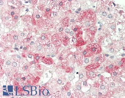 IHC-plus™ Monoclonal Mouse anti-Human TUBB4 / Tubulin Beta 4 Antibody (clone 6C2, IHC, IF, WB)