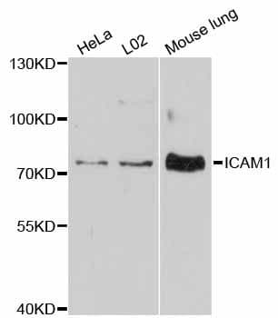 ICAM-1 / CD54 Antibody