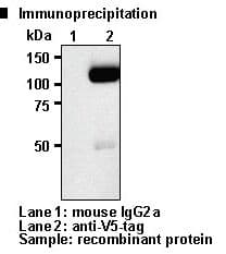 V5 Tag Antibody (clone 1H6)