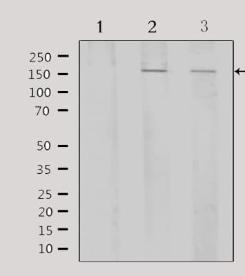 ATF7 Antibody