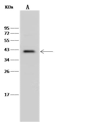 MNX1 / HB9 Antibody (Preservative Free)