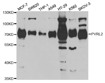 IHC-plus™ PVRL2 / CD112 Antibody