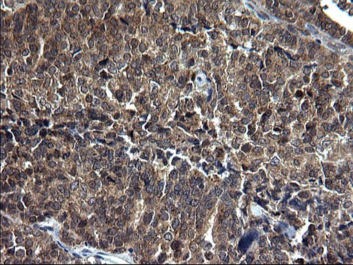 SCP2 / SCPX Antibody (clone OTI1E4, Carrier-free)