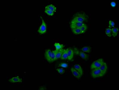 RXFP2 / LGR8 Antibody