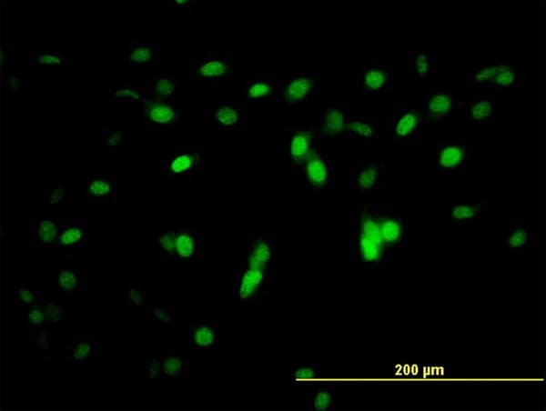 ZNF496 / NZIP1 Antibody (clone 2B3)